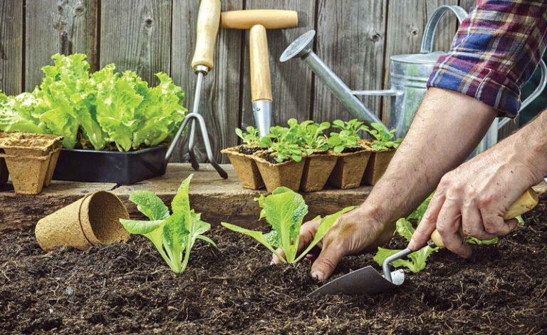 4 Beneficios de un huerto en casa.